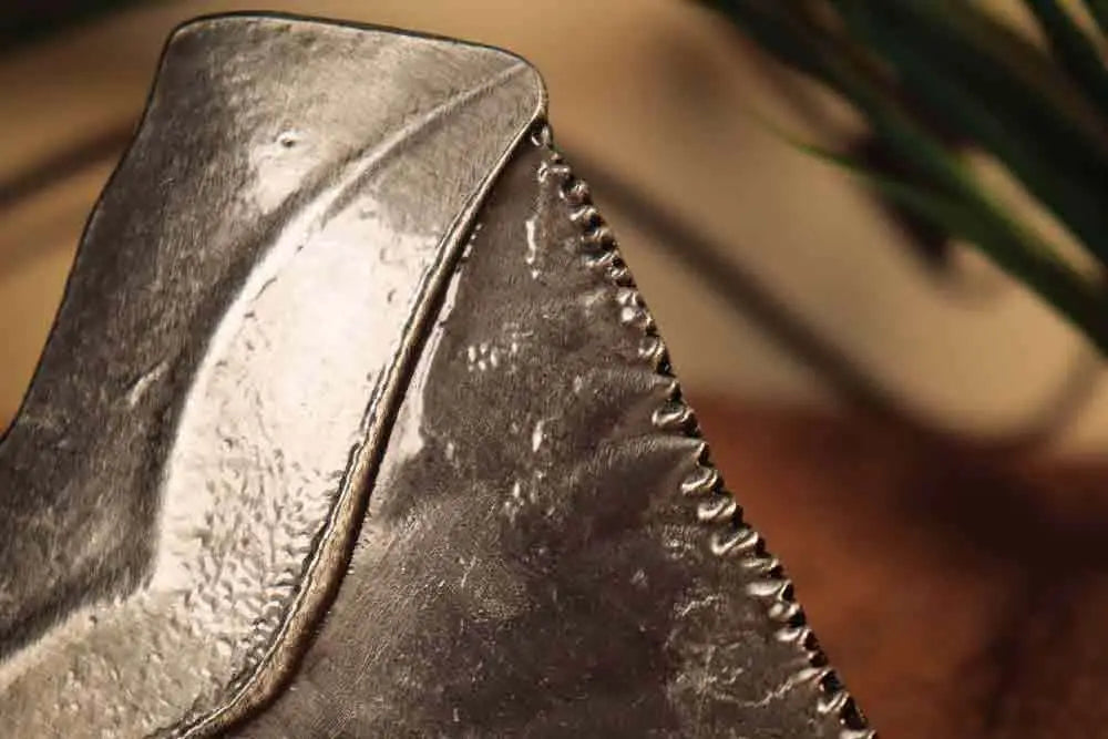 Jaws Medallón 50th Anniversary Shark Tooth