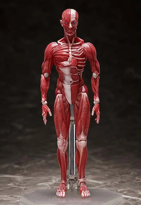 HUMAN ANATOMICAL MODEL FIGMA AF Frikytopia